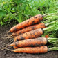Autumn King Carrot