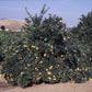 Pineapple Sweet Orange Budwood citrus plant material online shopping