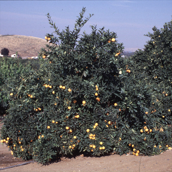 Pineapple Sweet Orange Budwood citrus plant material online shopping