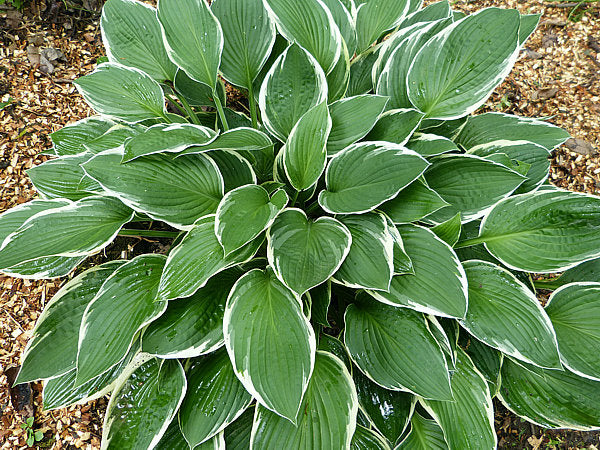 Crowned Imperial Hosta Plants online shopping