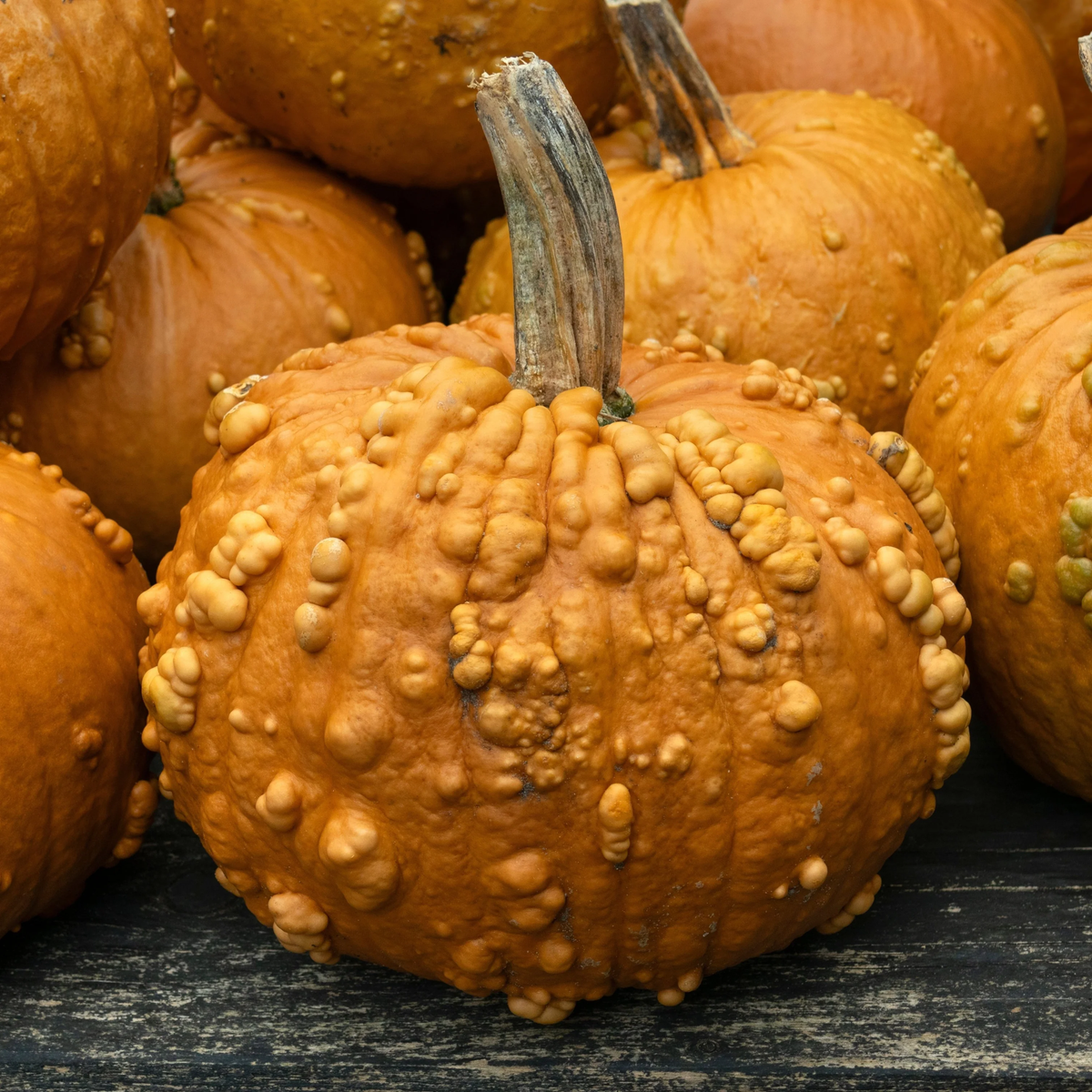Grizzly Bear F1 Pumpkin Seeds online shopping