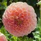 Crichton Honey Dahlia