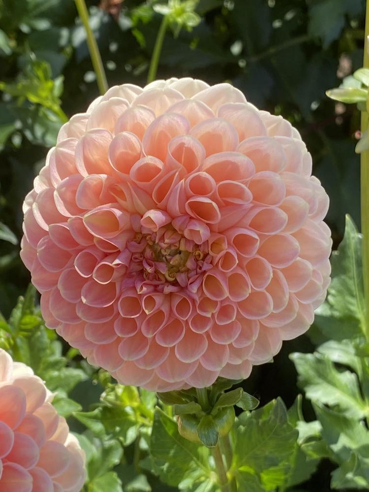 Crichton Honey Dahlia