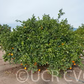 Navelate Navel Orange Budwood citrus plant material online shopping