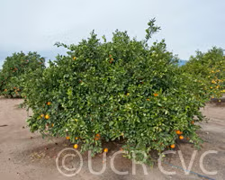 Navelate Navel Orange Budwood citrus plant material online shopping