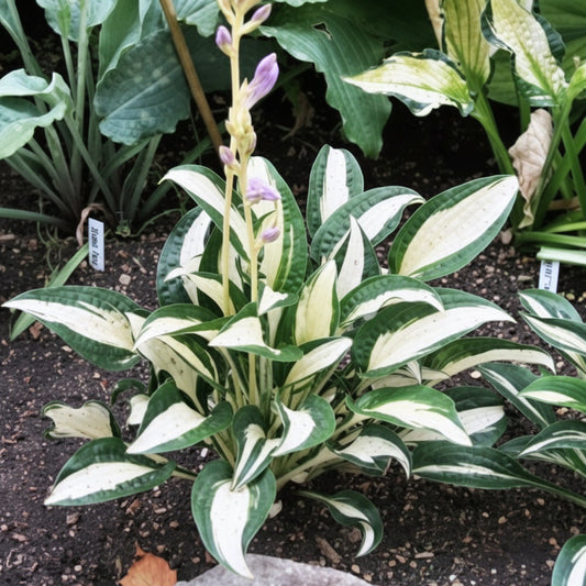 Diamond Necklace Hosta Plants online shopping