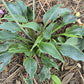 Twinkle Little Star Hosta Plants online shopping