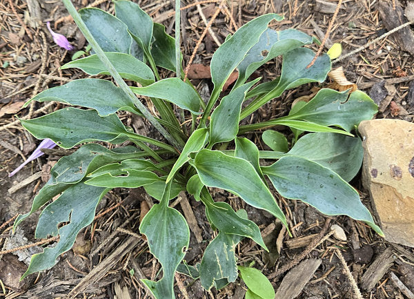 Twinkle Little Star Hosta Plants online shopping
