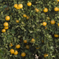 Santa Barbara Tangelo Mandarin Budwood citrus plant material online shopping