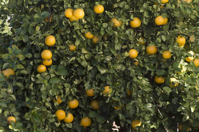 Santa Barbara Tangelo Mandarin Budwood citrus plant material online shopping