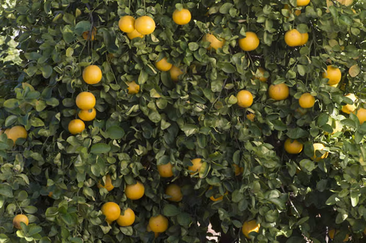 Santa Barbara Tangelo Mandarin Budwood citrus plant material online shopping