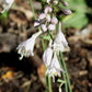 Tango Hosta Plants online shopping