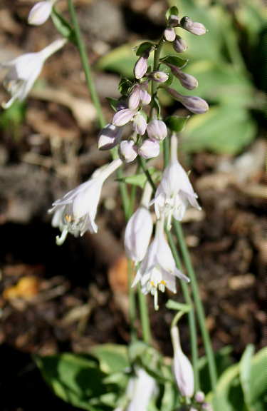 Tango Hosta Plants online shopping