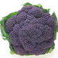 Purple Magic F1 Broccoli