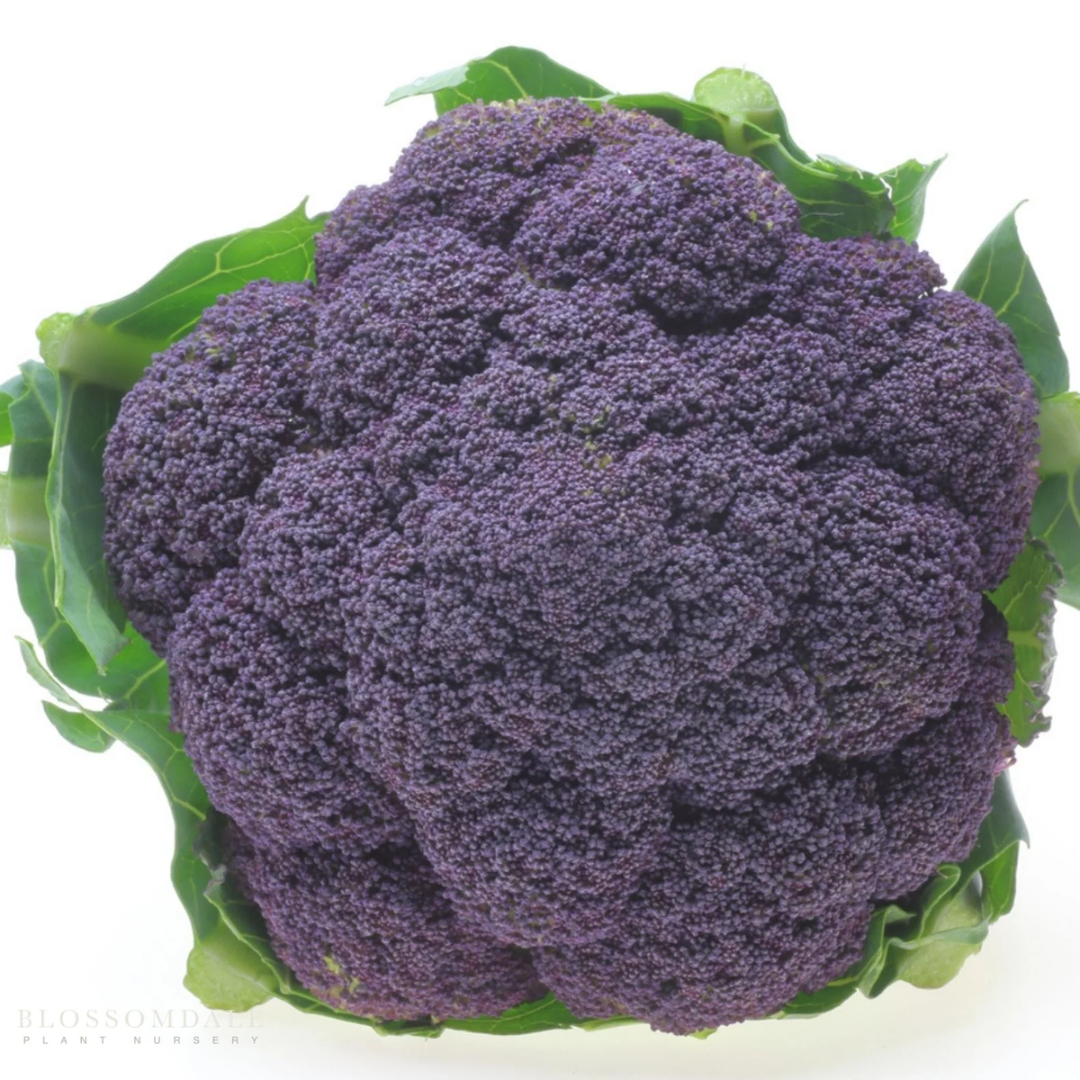 Broccoli Magic Shapoo Purple Magic F1 Broccoli – EVERGREEN