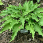 She’s Got The Moves Hosta Plants online shopping