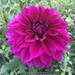 Einstein Dahlia Plants online shopping