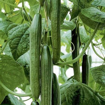 Tyria F1 Organic Cucumber Seeds online shopping