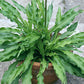Quill Hosta Plants online shopping