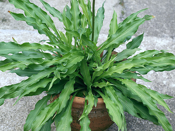 Quill Hosta Plants online shopping