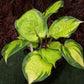 Volcano Island Hosta Plants online shopping