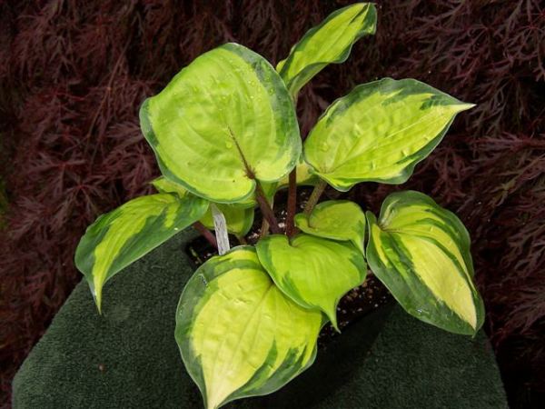 Volcano Island Hosta Plants online shopping