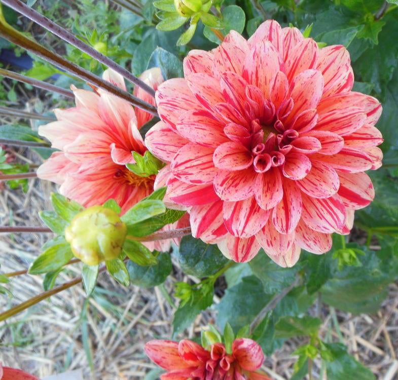 Elijah Mason Dahlia Plants online shopping