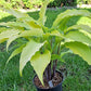 Kempen Waving Shadow Hosta Plants online shopping