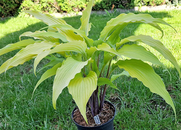 Kempen Waving Shadow Hosta Plants online shopping