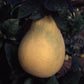 Mato Buntan Pummelo Budwood citrus plant material online shopping