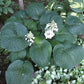 Clear Folk River Valley Hosta Plants online shopping