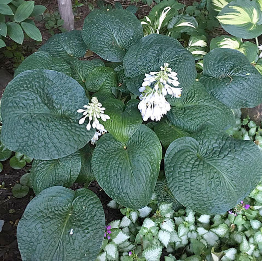 Clear Folk River Valley Hosta Plants online shopping