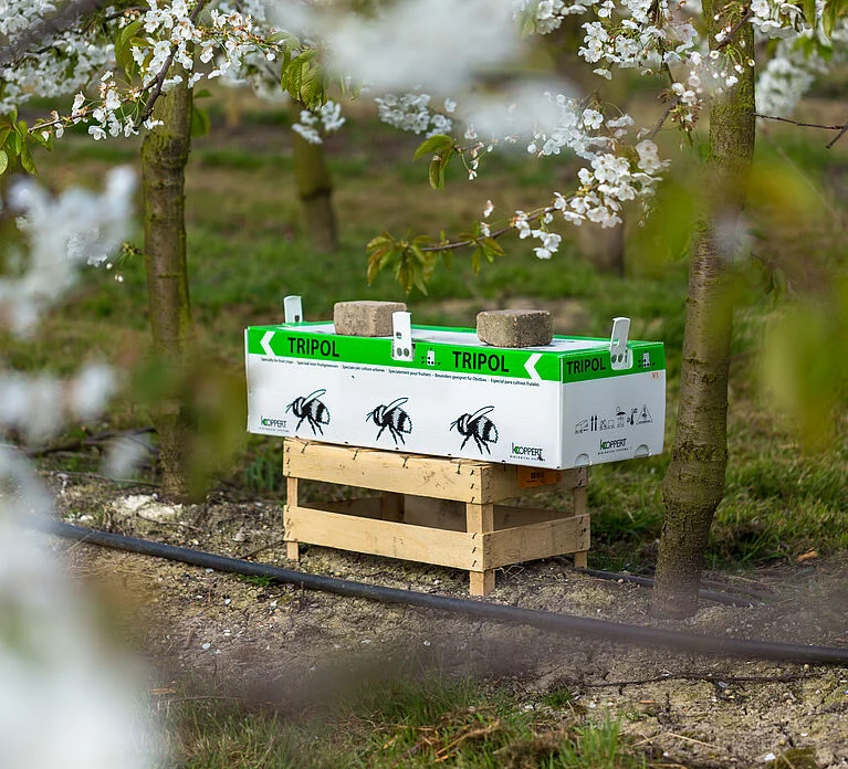 Natupol Trio Bumblebee Open Field Natural Pollinator