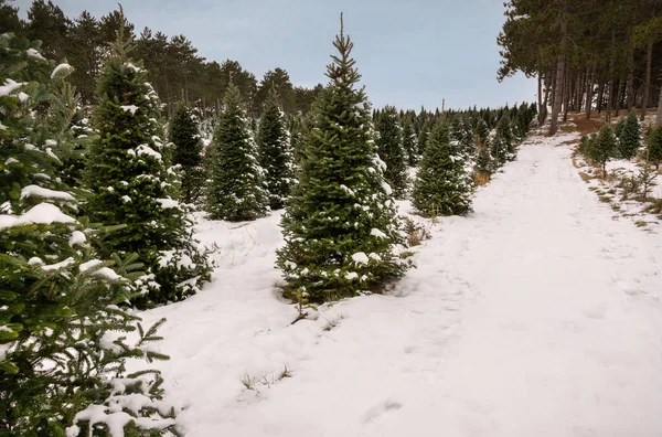 Abies Balsamea Balsam Fir