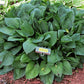 Quilting Bee Hosta Plants online shopping