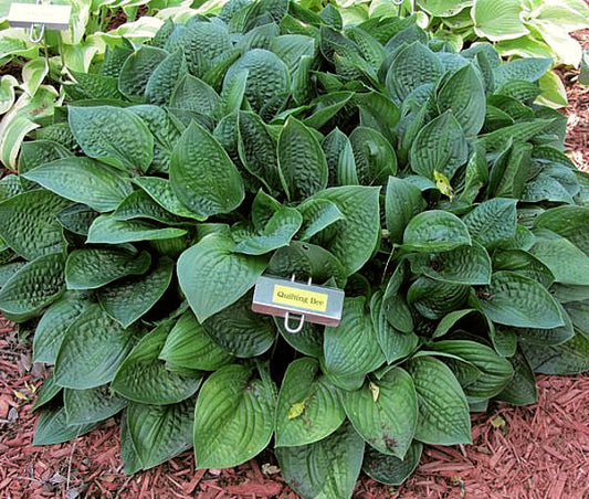 Quilting Bee Hosta Plants online shopping