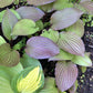 First Blush Hosta Plants online shopping