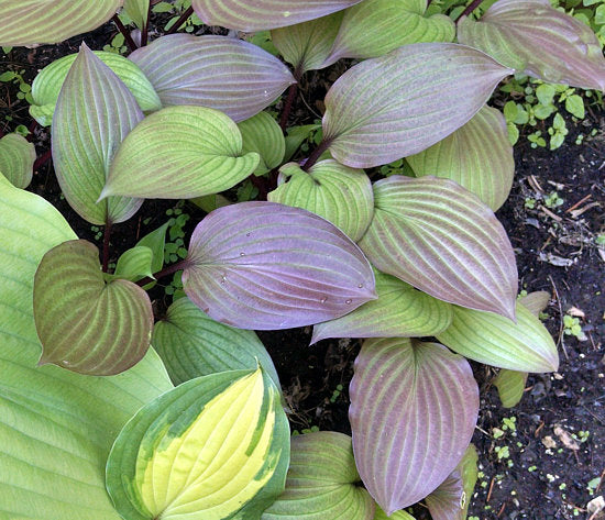 First Blush Hosta Plants online shopping