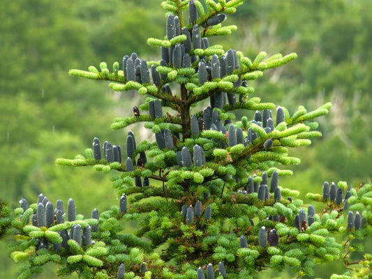 Abies Balsamea Balsam Fir