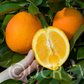 Fukumoto Navel Orange Budwood citrus plant material online shopping