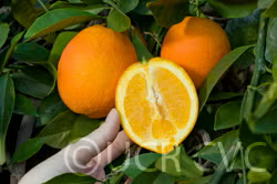 Fukumoto Navel Orange Budwood citrus plant material online shopping