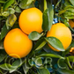 Dream Navel Orange Budwood citrus plant material online shopping