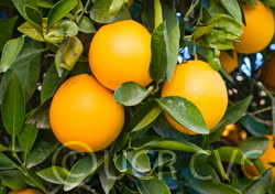 Dream Navel Orange Budwood citrus plant material online shopping