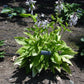 Gold Haze Hosta Plants online shopping