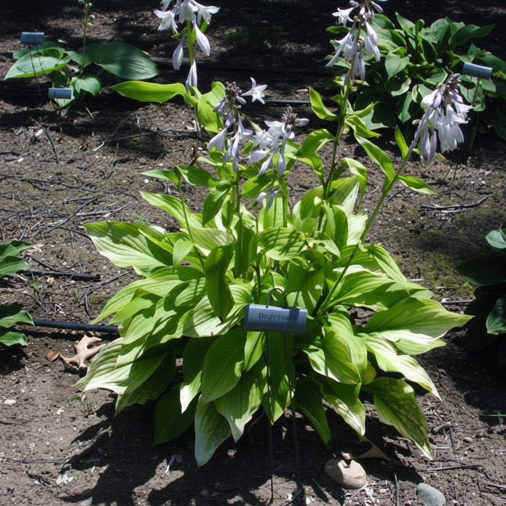 Gold Haze Hosta Plants online shopping