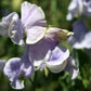 Charlie's Angel Sweet Pea seeds online shopping