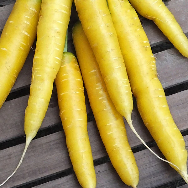 Gold Nugget Carrot