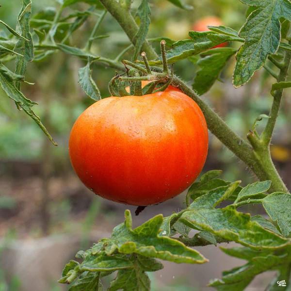 Super Fantastic Tomato