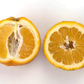 Iyo Mikan Tangor Mandarin Budwood citrus plant material online shopping
