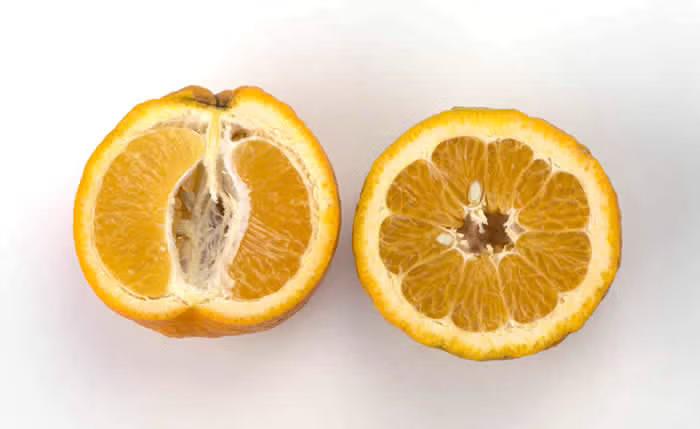 Iyo Mikan Tangor Mandarin Budwood citrus plant material online shopping